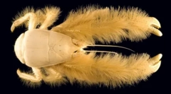 Top 25 irreális állatok, amelyek valójában léteznek